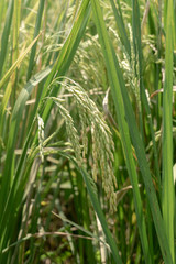 rice paddy field