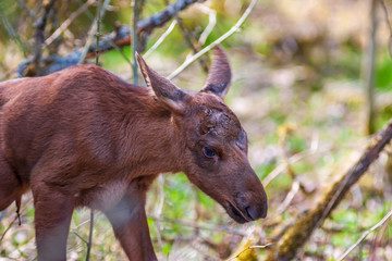 Close up of a newborn moose calf
