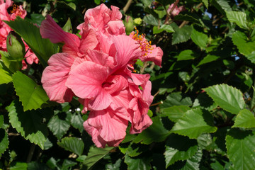 Pink hibiscus flower