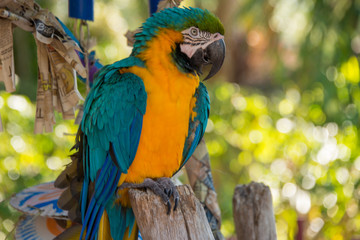 Closeup of a rainbow lorikeet in a tree, colorful tropical bird specie 