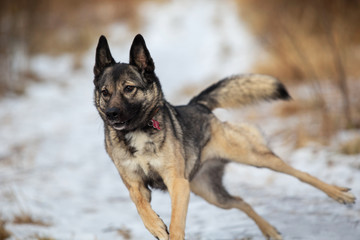 Mixed breed shepherd dog running in winter