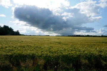 Rye field in Latvia, sunny summer day, forest on background