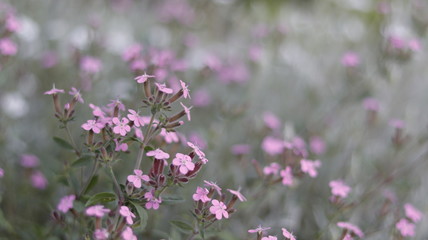 fleur, nature, rose, jardin, printemps, mauve, plante, fleures, vert, été, fleurir, floral, flore, beauté, macro, fleuri, champ, beau, lavande, gros plan, extérieur, bruyère