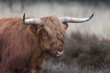 Portrait of a highland cow with horns