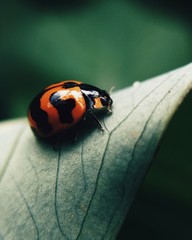 ladybug on leaf