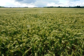 Rye field in Latvia, sunny summer day, forest on background