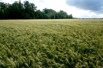 Rye field in Latvia, sunny summer day, forest on background