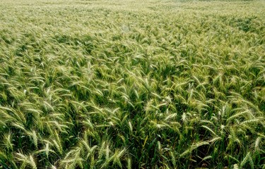 Rye field in Latvia, sunny summer day, forest on background