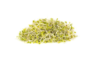 Fresh natural young broccoli sprouts