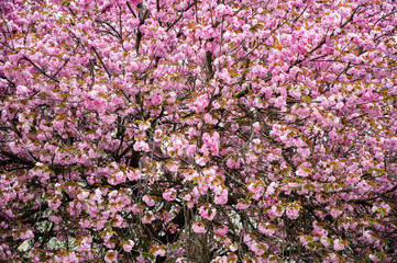 Pink Japanese cherry-tree blossom. Sakura