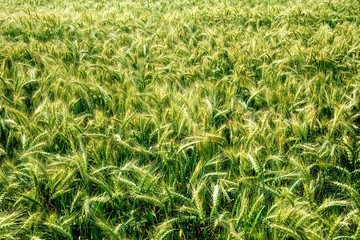 Rye field in Latvia, sunny summer day, forest on background
