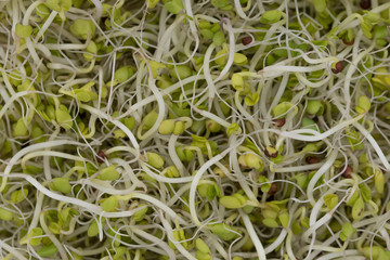 Fresh natural young broccoli sprouts