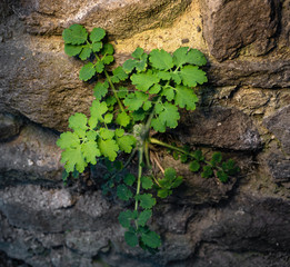 Leaves of a celandine at the beginning of vegetation