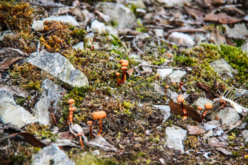 Wild mushrooms growing in an open field