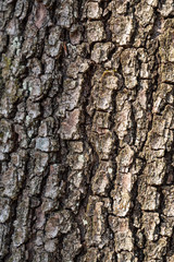 Naklejka premium Tree bark texture background