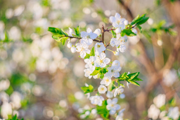 Spring flowering trees