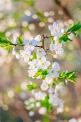 Spring flowering trees
