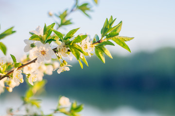 Spring flowering trees