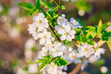 Spring flowering trees