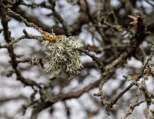 Lichen on tree branch