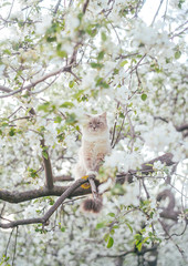 The cat is sitting on a branch of a flowering Apple tree