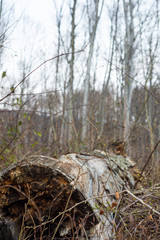 Old felled tree trunk in the forest