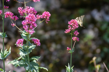 Iphiclides feisthamelii a beautiful butterfly