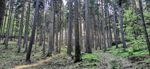 Wald