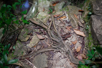 The roots of a tree on a stone with moss in fallen foliage. Natural background.