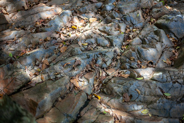 Fallen dry foliage on cracked textured stones. Natural background.