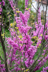 Obraz premium Branches of blossoming lilac
