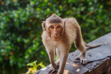 Obraz premium young monkey on a stone railing on the background of the jungle in Cambodia