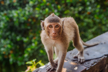 young monkey on a stone railing on the background of the jungle in Cambodia