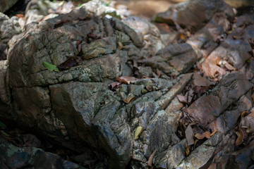 Fallen dry foliage on cracked textured stones. Natural background.