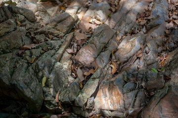 Fallen dry foliage on cracked textured stones. Natural background.