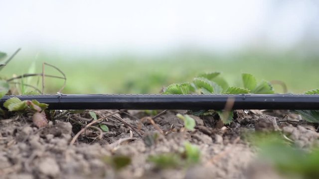 irrigation system in the field