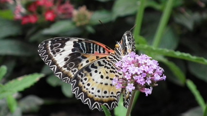 wunderschöner Schmetterling