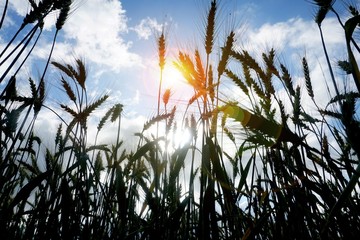 cereal field in summer on blue sky with white clouds. Close up
