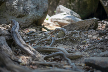 The roots of a tree on a stone in fallen foliage. Natural background.