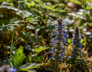 Kriechender G&uuml;nsel
Ajuga reptans