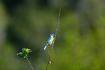 mésange bleue
