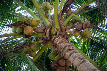 Coconut fruits are hanging on a palm tree. Bottom view against the sky.