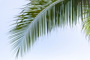 Obraz premium Green leaf of coconut palm on sky background.