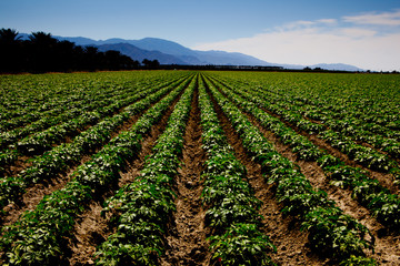 Obraz premium Agricultural land