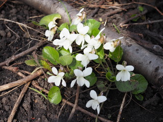 white forest violets beautiful flowers in spring