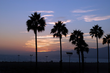 Obraz na płótnie Canvas Palm tree sun set los angeles
