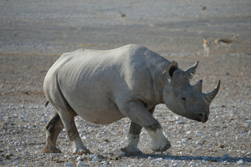 Fototapeta premium RHINOCEROS ETOSHA NATIONAL PARC NAMIBIE