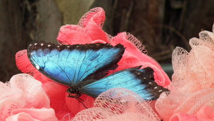 Blauer Himmelsfalter