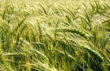 Background of cereal field, close up of cereal field. Tritikale cereal field in summer. Wheat and Rye field in Latvia