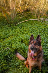 dog among flowers